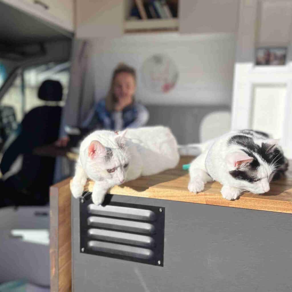 2 cats in a van in the sun