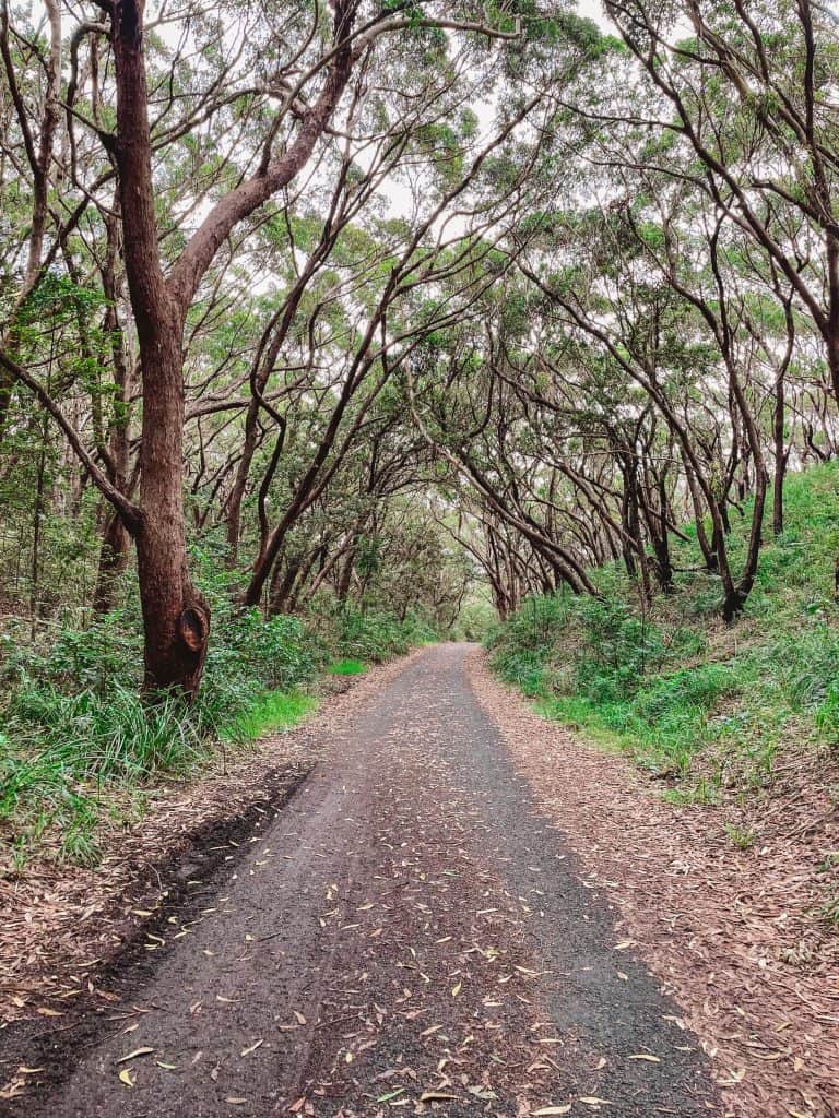 trail to lighthouse with trees