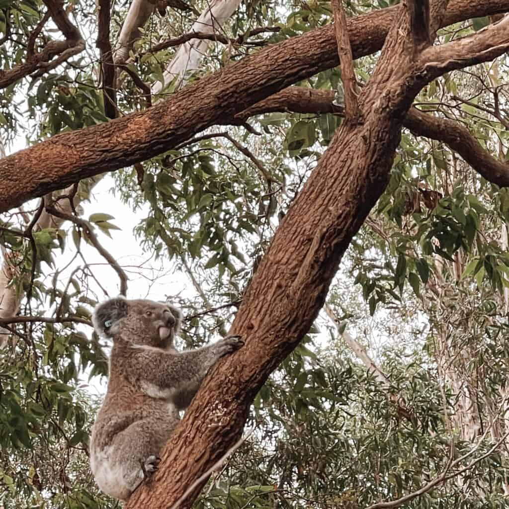 Koala in a tree at the Koala hospital 