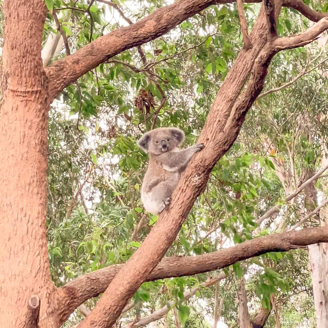 Koala in a tree from the the Port Macquarie Koala Hospital