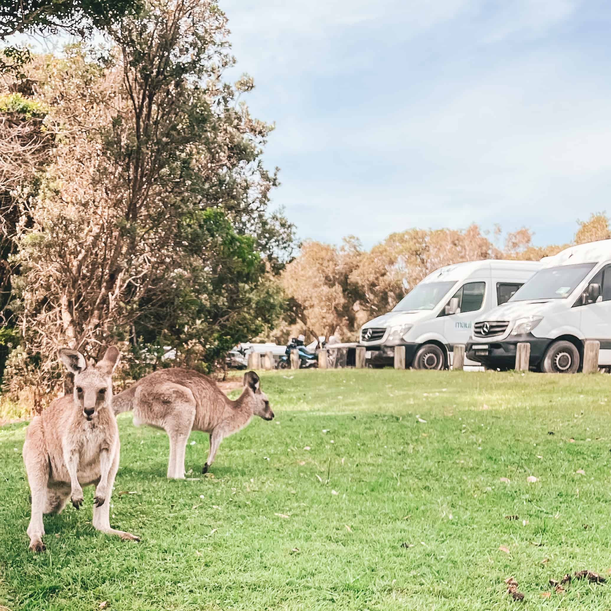 Kangaroos eating on Grass