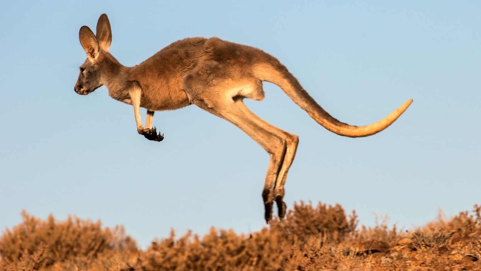 Kangaroo Jumping