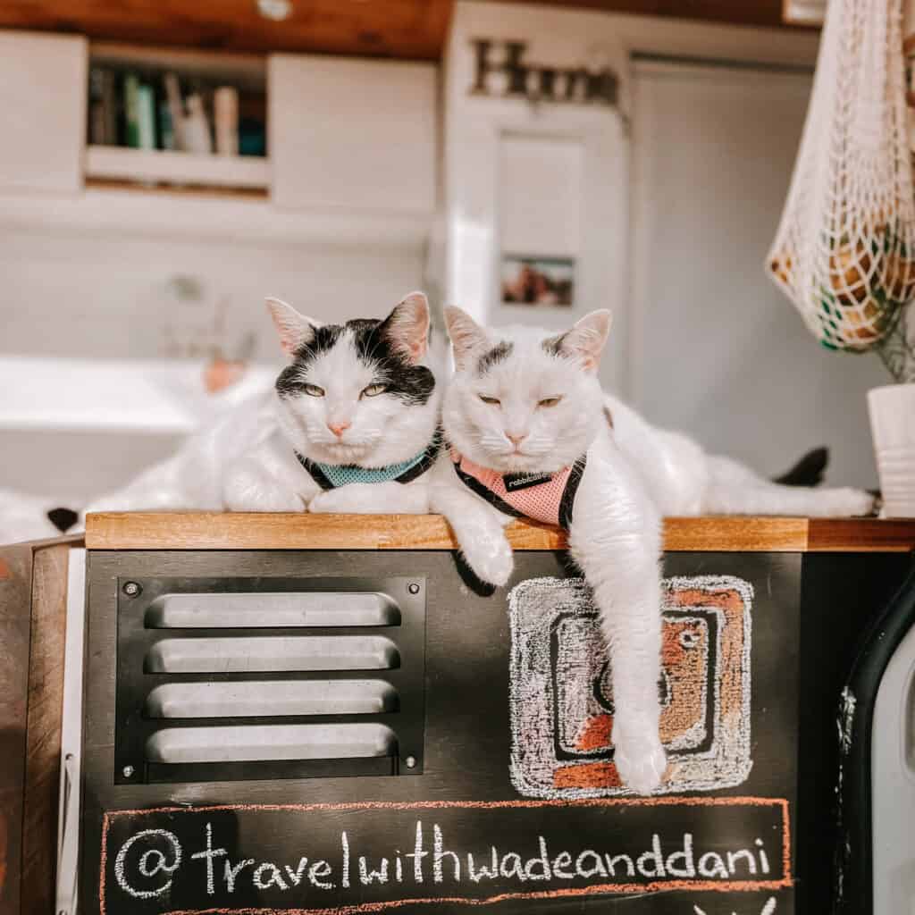 2 cats seating together on campervan