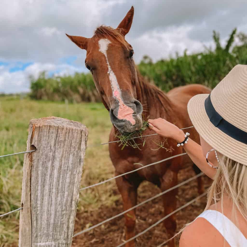 Dani feeding grass to a horse 