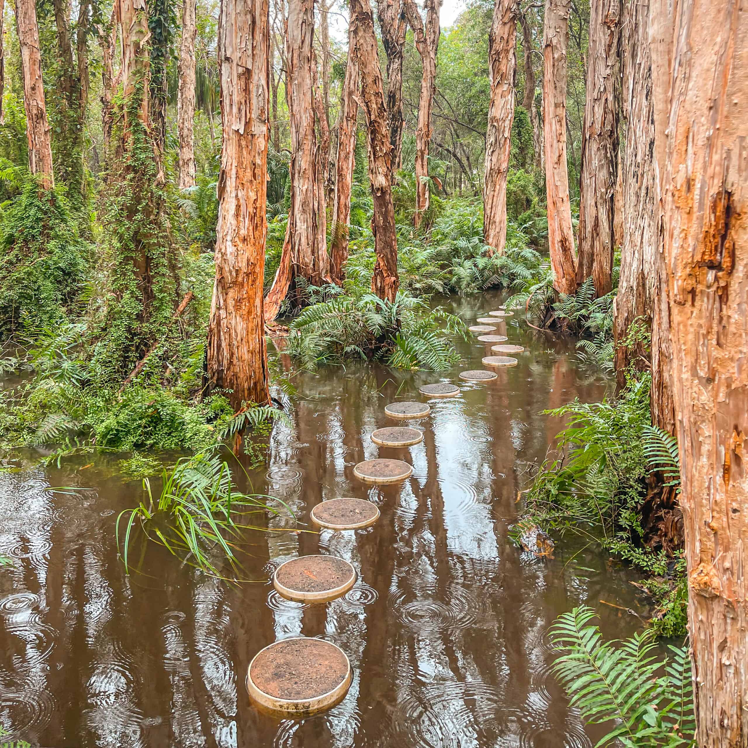 Paperbark Forest Boardwalk