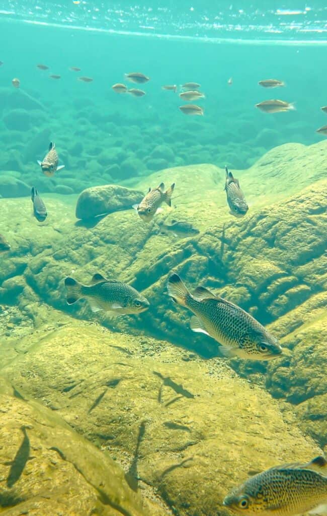 Fish under the water at Paradise Waterhole