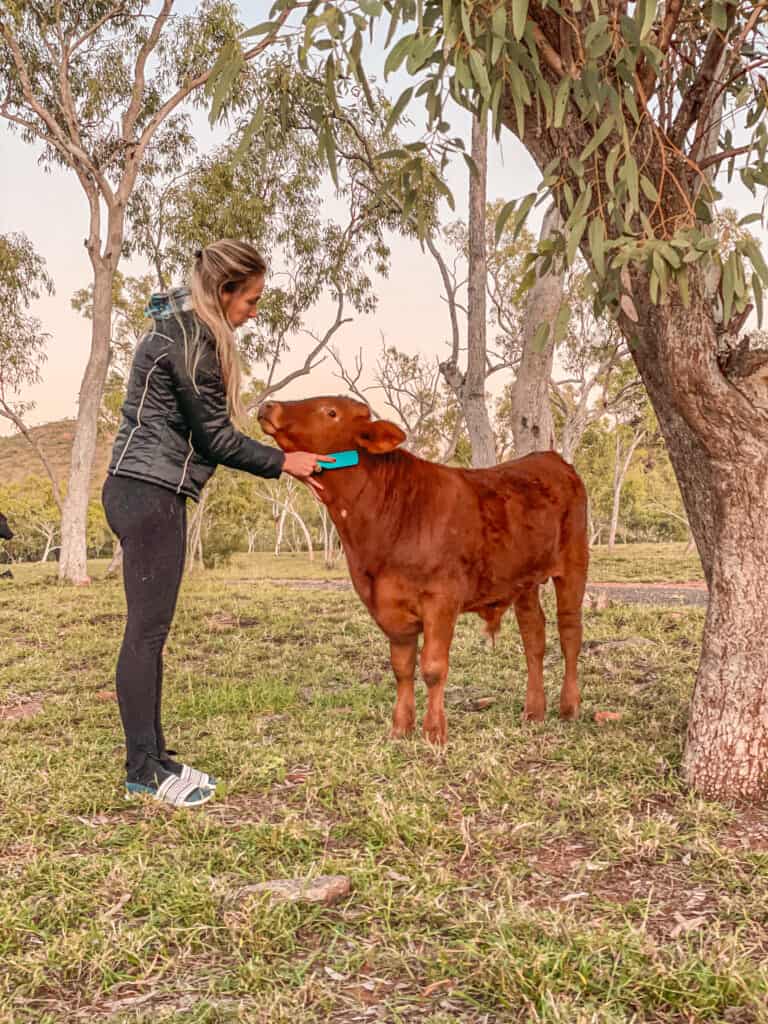 Dani brushing a brown cow at Map Mary Kathleen camping 