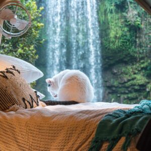 A cat in a van looking at Millla Milla Falls