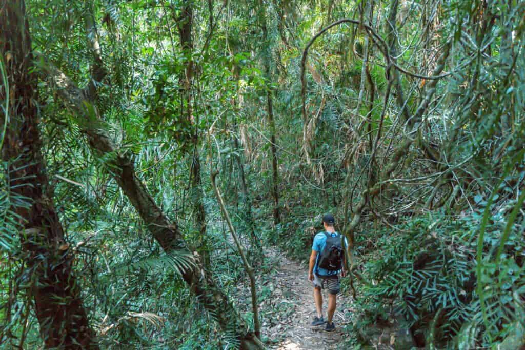 Wade walking through the forest to Wallaman Falls