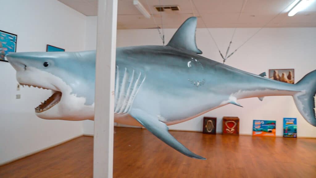 Shark Replica  