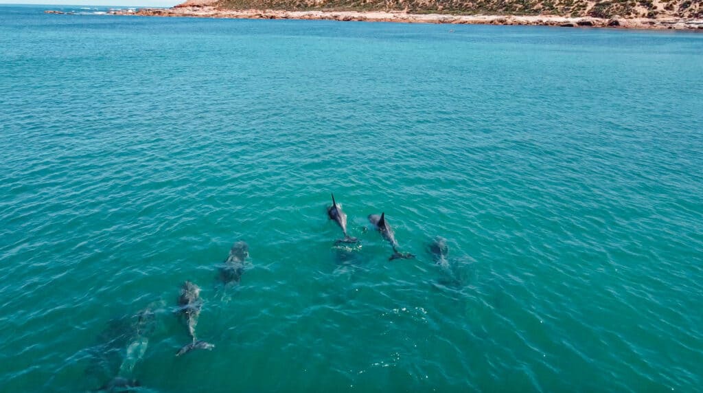 Dolphins spotted at Point Brown