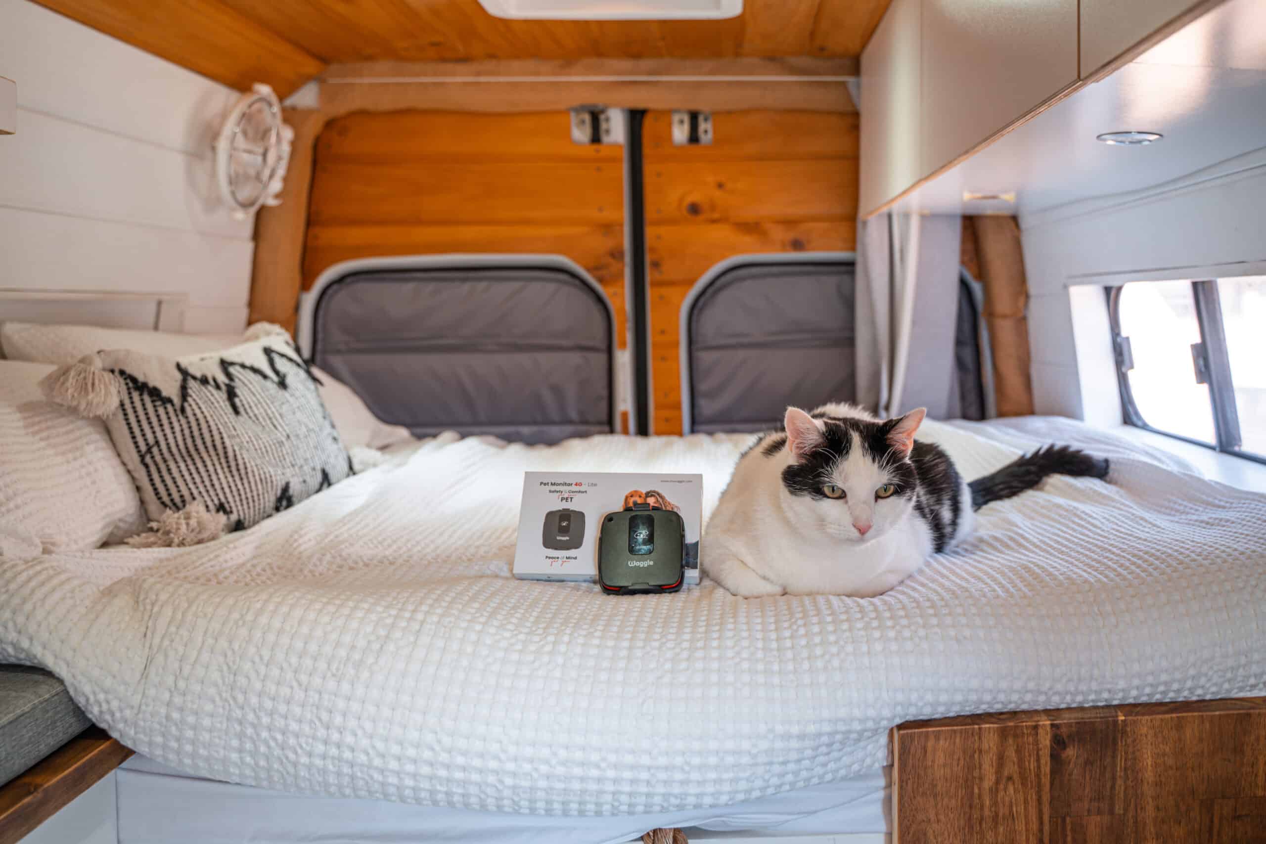 Waggle Pet monitor in a campervan bed with a cat