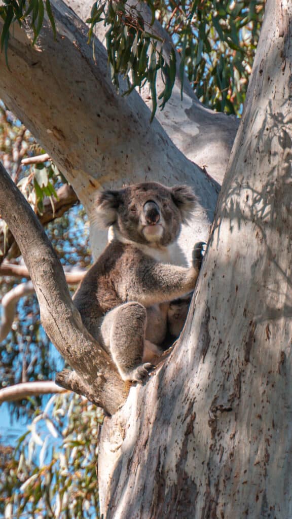 a koala on top of a tree 