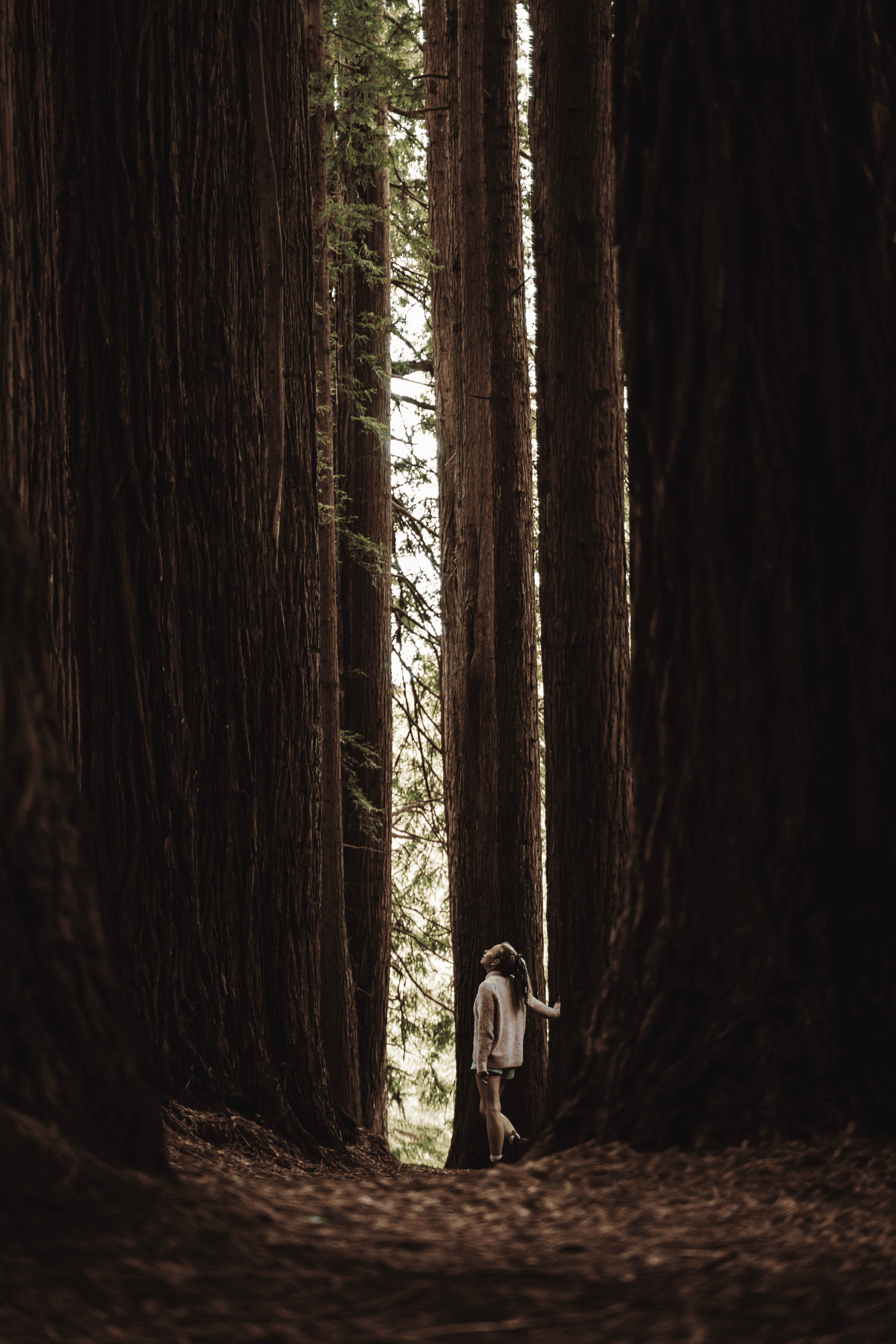 Dani is standing next to the towering Californian Redwood Forest