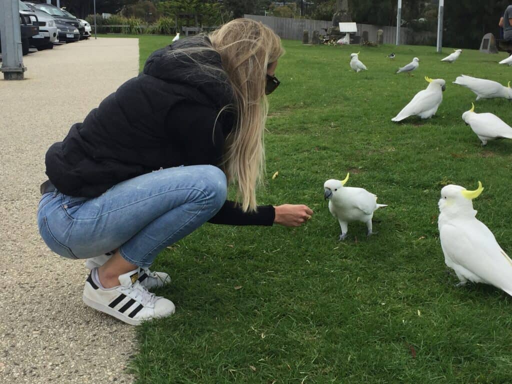 Dani getting very close to a group of Cockatoos 