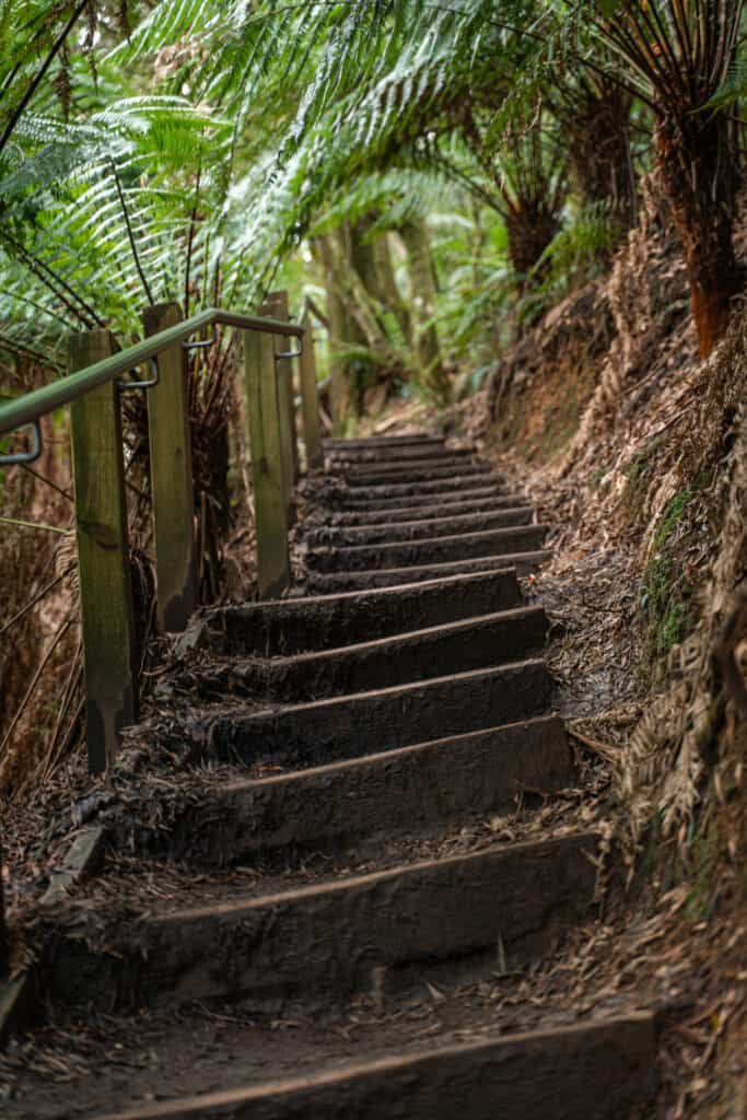 Steps that take you down to Hopetown Falls base among green and lush vegetation