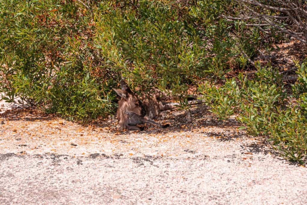 A kangaroo laying on the beach under some bushes in Lucky Bay 