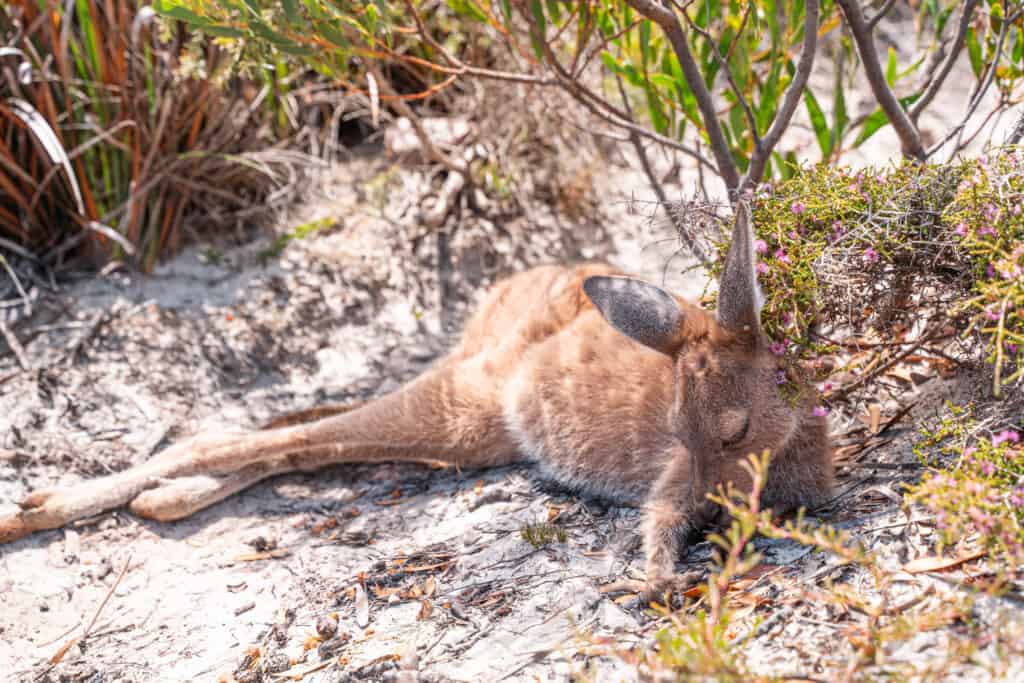 A kangaroo laying on the beach under some bushes in Lucky Bay 