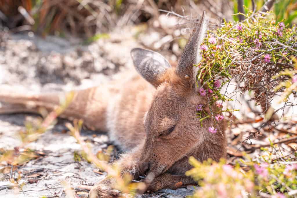 A close up picture of a kangaroo laying on the beach in Lucky Bay. It looks like it is sleeping under some bush.
