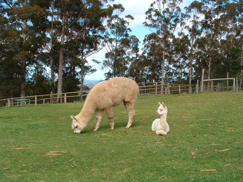 Picture of 2 alpacas relaxing on the grass at Denmark Animal Farm & Pentland Alpaca Stud