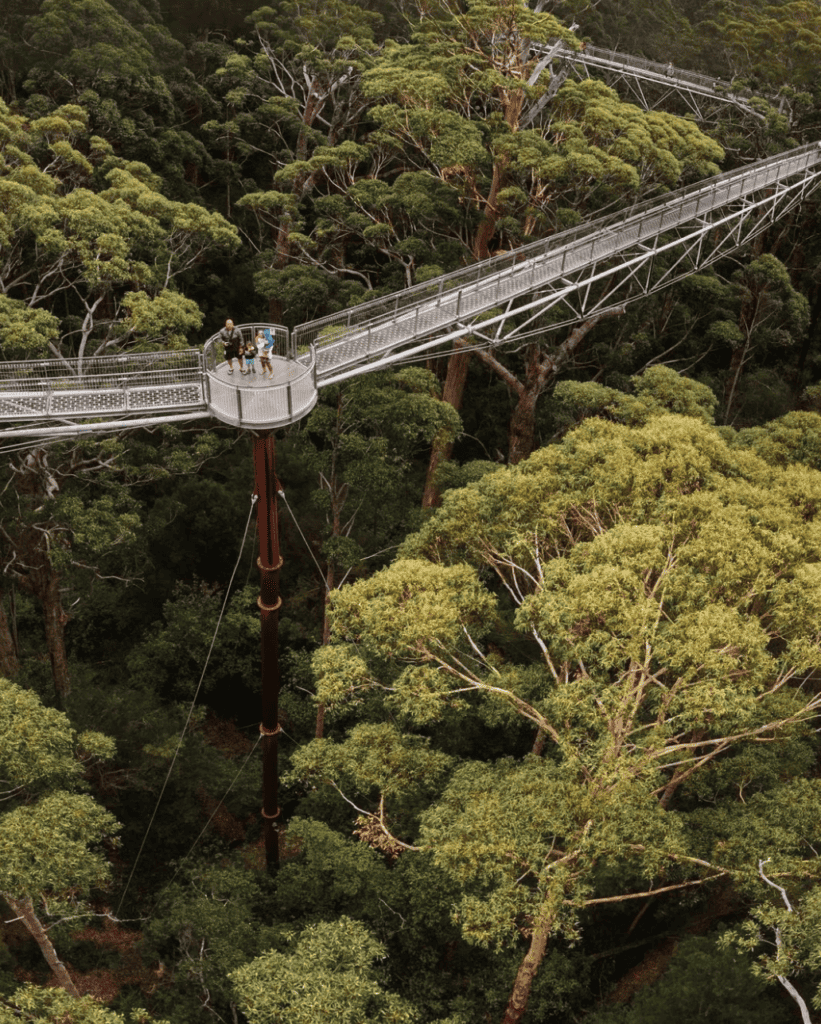 A family standing on top of a platform that looks very high, above really tall trees