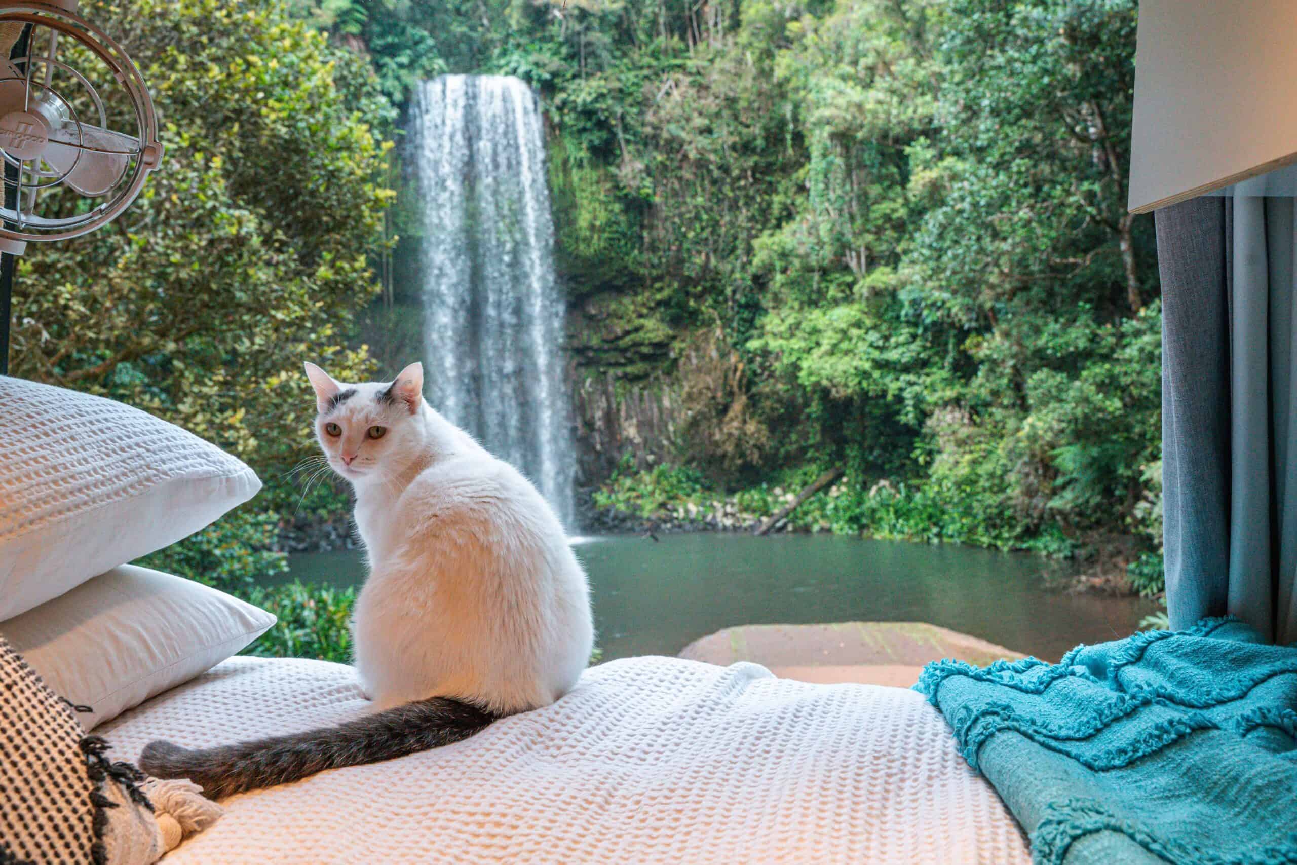 a Cat inside a campervan at milla milla falls QLD