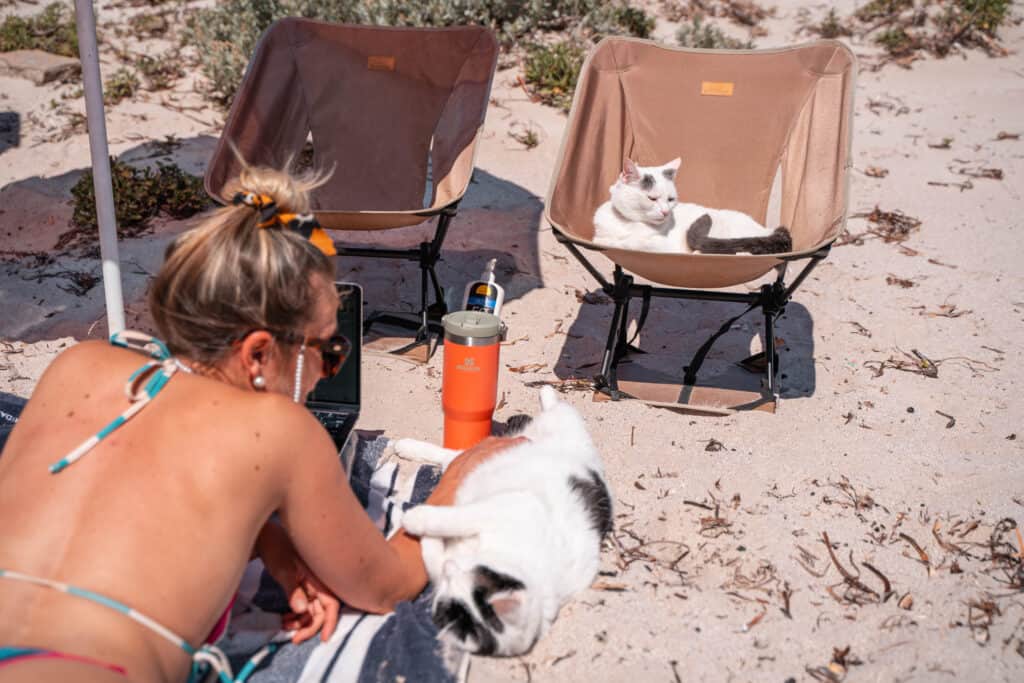 two travel cats at the beach 