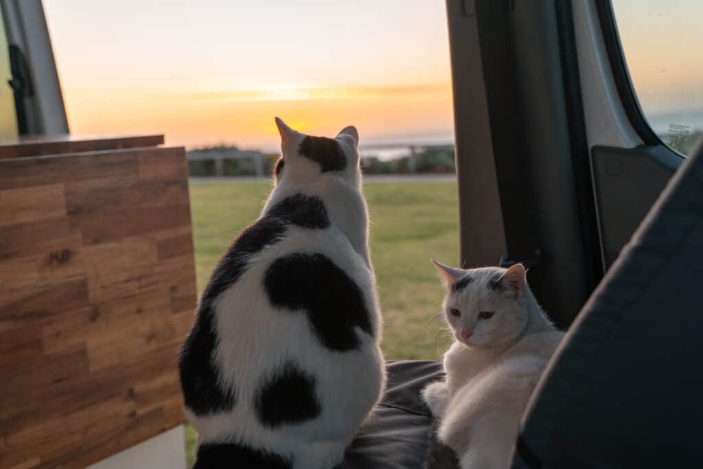 Two travel cats on a car seat inside a campervan watching the sunset