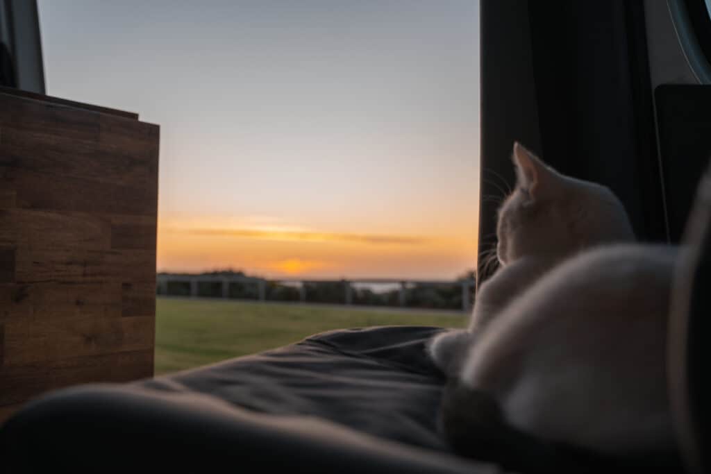 A picture from inside our campervan. looking out to the sunset. Gatinha is sitting in the passenger seat, also looking out