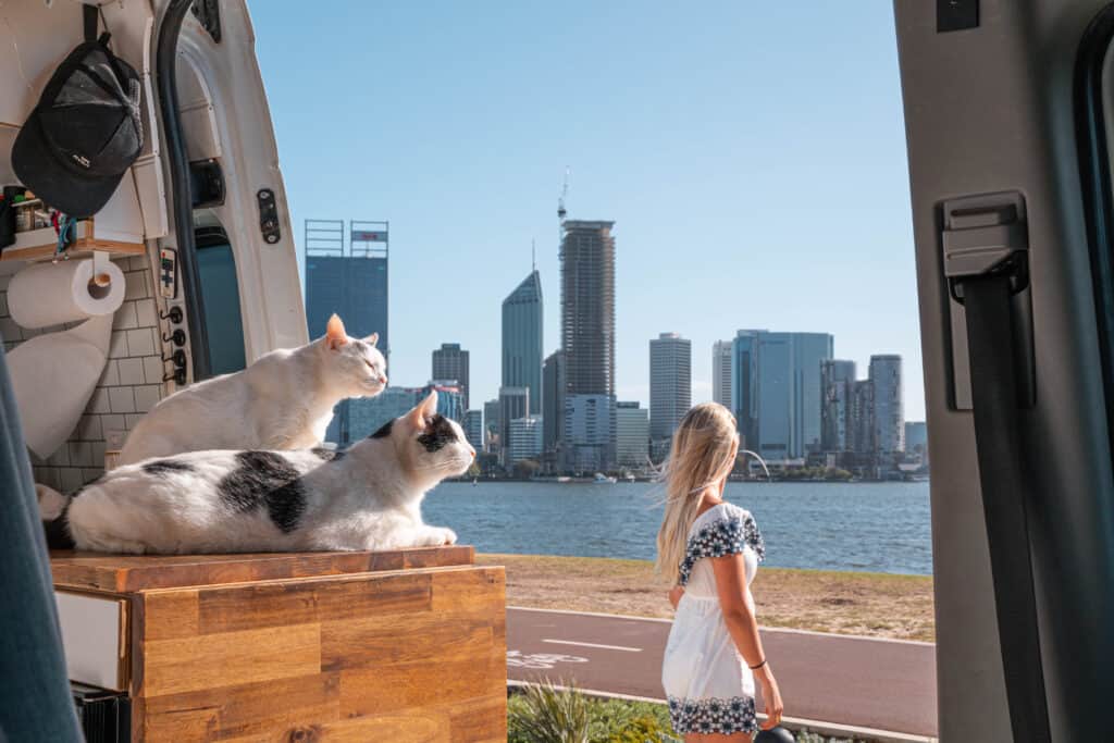 Two travel Cats inside a van looking out an open sliding door 