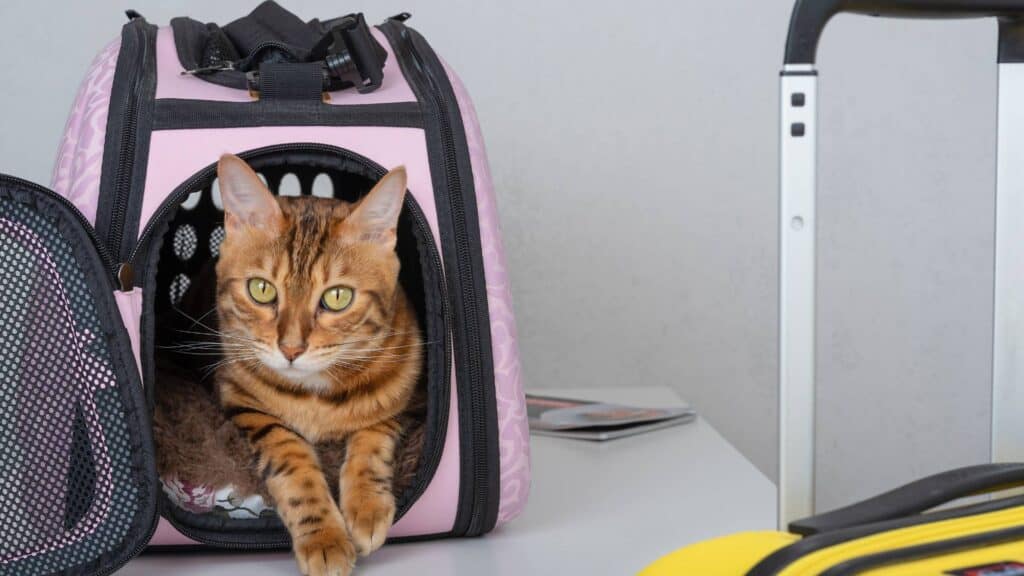 A cat inside its cat carrier