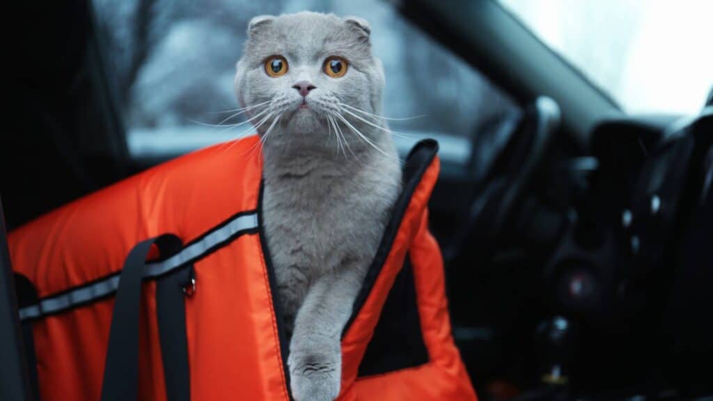 A cat inside its cat carrier in a car