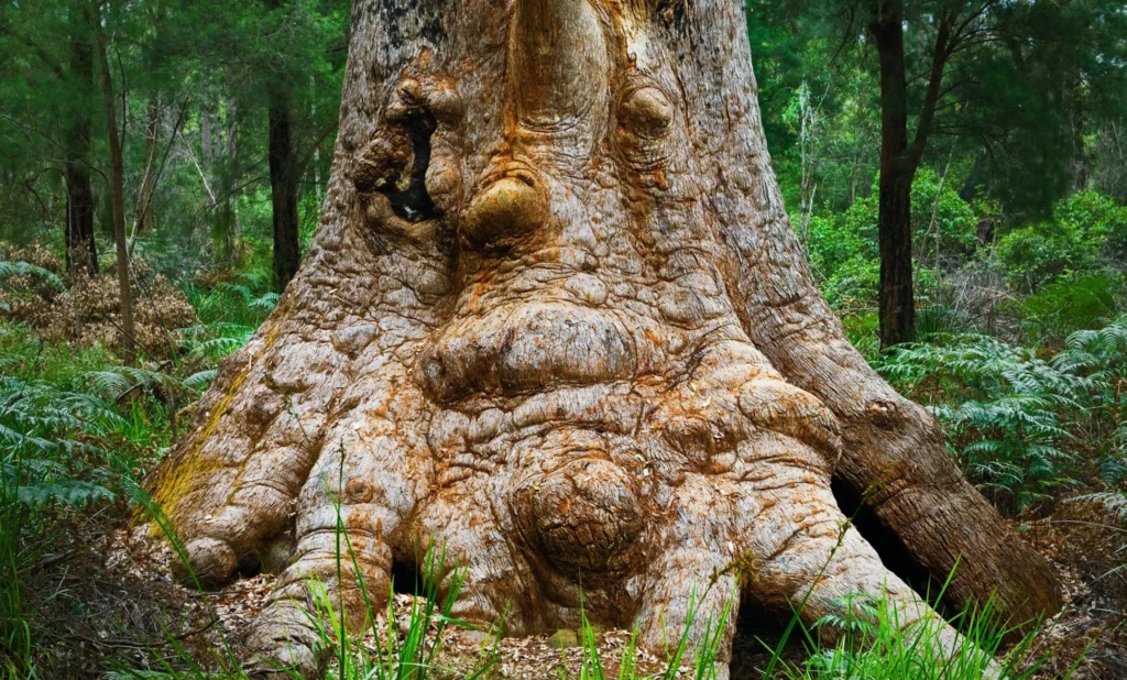 The root of a giant tree in The Valley of the Giants