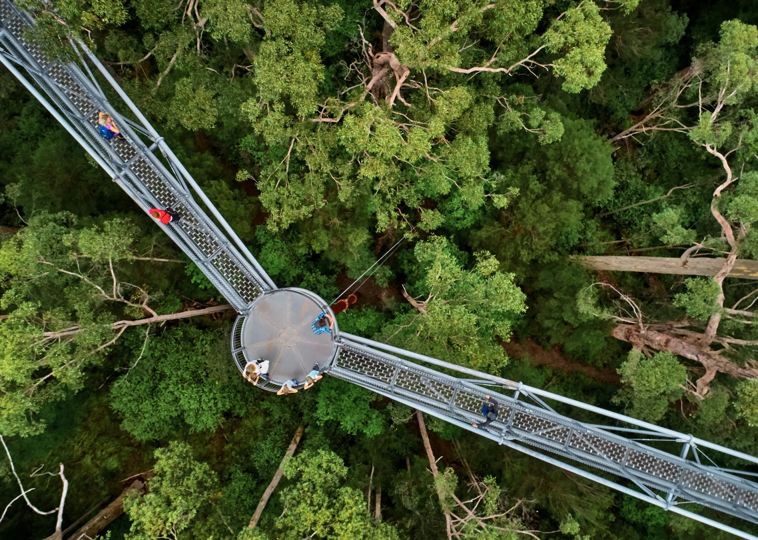 Top view of the Valley of the Giants Tree Top Walk in Walpole