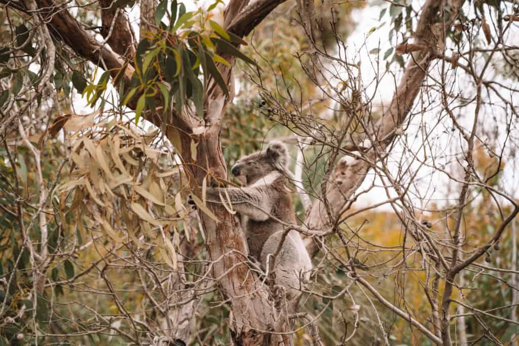 Koala in a tree at Kangaroo island