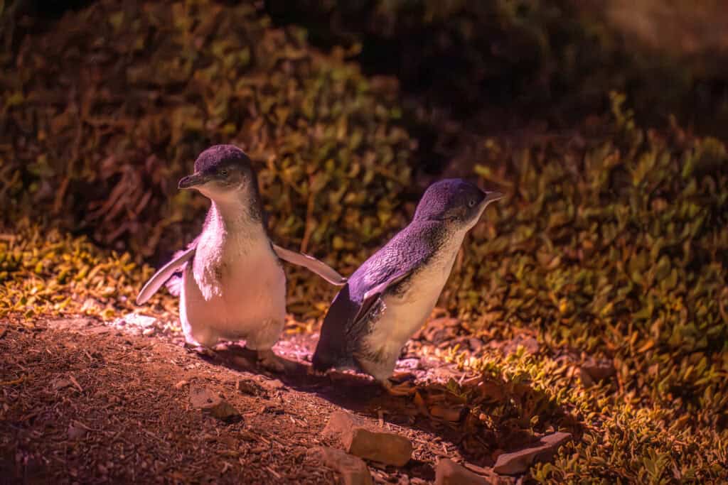 penguins on Kangaroo island