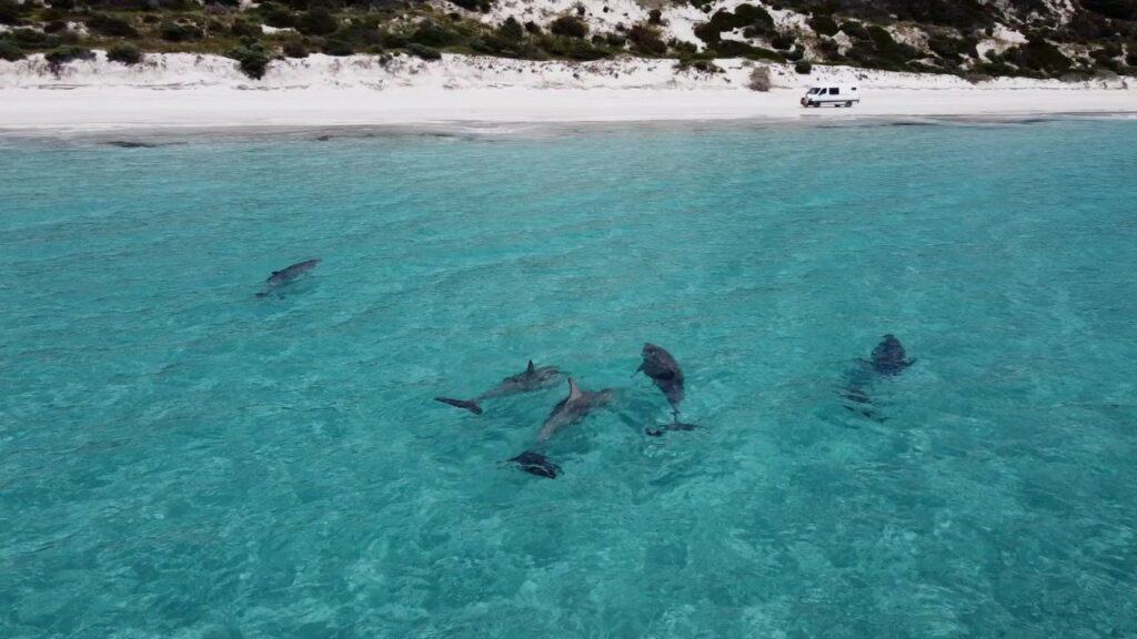 Dolphins at Emu Beach, Kangaroo Island